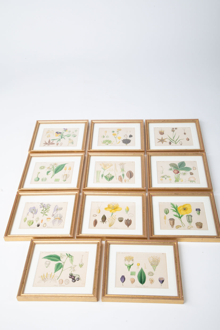 Hand Colored Engraving Set of 11